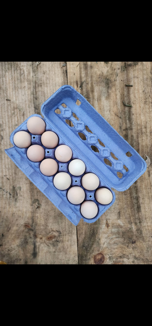 Chicken Eggs